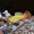 Gold Variatus Platy 