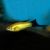 Gold Wagtail Swordtail