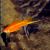 Golden Swordtail