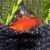 Xiphophorus maculatas