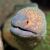 Eel Yellow Margined Moray