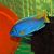 Pseudotropheus Acei - Yellowtail 5cm