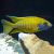 Yellow Benga Peacock 10cm