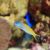 Yellowtail Poison Fang Blenny - Meiacanthus Atrodorsalis