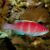 Yellow Fin Fairy Wrasse