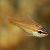 Yellow Striped Cardinalfish