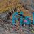 Pipefish Zebra - Medium