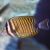 Tang - Indian Ocean Sailfin