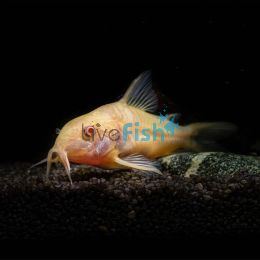Albino Corydoras 3.5cm