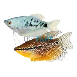 Assorted Gourami 7cm