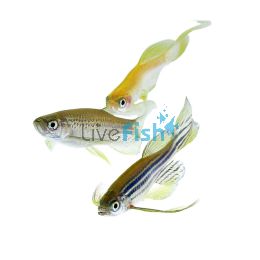 Assorted Longfin Danio 4cm
