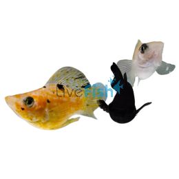 Assorted Freshwater Balloon Molly 3.5cm