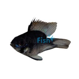 Balloon Ramirezi Blue Knight 3.5cm