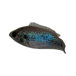 Blue Jewel Cichlid Forest 5cm