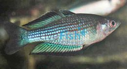 Comet River Rainbow 4.5cm