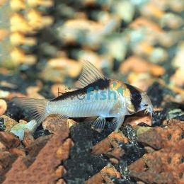 Adolfoi Corydoras 3cm