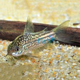 Elegans Corydoras - Wild Caught 3.5cm