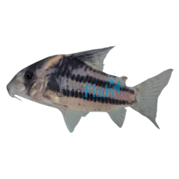 Corydoras Ornatus 4.5cm