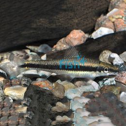 Siamese Flying Fox - Algae Eater 5cm
