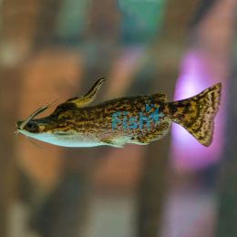 Driftwood Catfish 3cm
