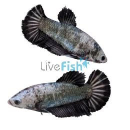 Female Betta Select Halfmoon Dragon 3.5cm