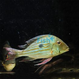 Geophagus Winemilleri 5cm