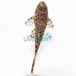 Gold Spotted Pleco 6cm