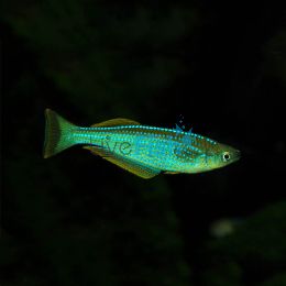 Lamprichthys Tanganicanus 4cm