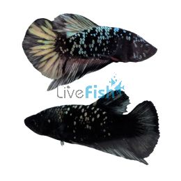 Male Betta Plakat Black Gold Star Tail 4cm