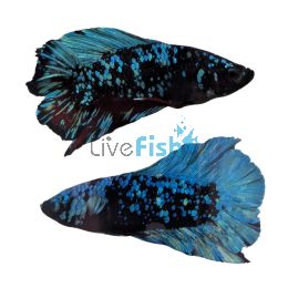Male Betta Plakat Black Star Double Tail 4cm
