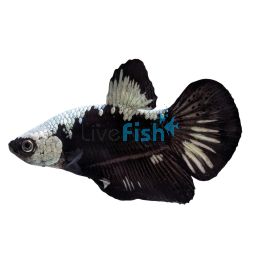 Male Betta Samurai Black 5cm