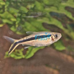 Penguin - Hockey Stick Tetra 3cm