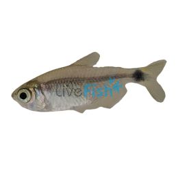 Raccoon Tetra 3cm