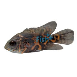 Red Tiger Oscar – Leopard 5cm