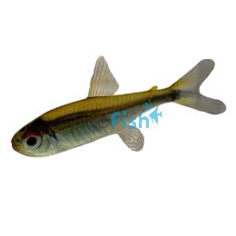 Rio Metae Purple Tetra - Wild Caught 2cm