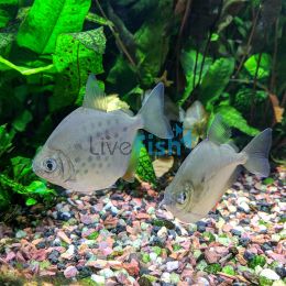 Spotted Silver Dollar - Dwarf 7cm