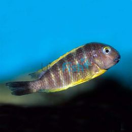 Ujiji - Tropheus Brichardi 7cm