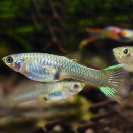 Assorted Female Endlers Guppy 3.5cm