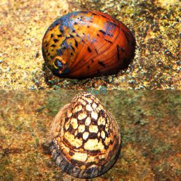 Australian Nerite Snails 0.5-1cm