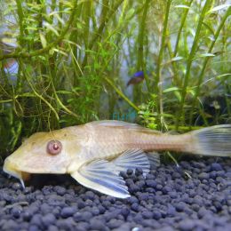 Golden Plecostomus Catfish 4cm