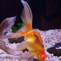 Goldfish Pom Pom 9cm
