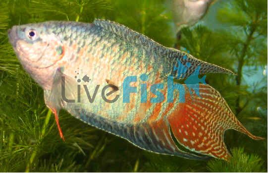 Paradise Fish Male 6cm