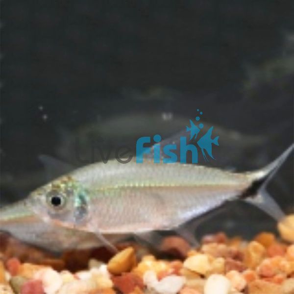 Costae Tetra 4.5cm “Delivered to your door in Australia’’