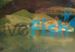 Longfin Marble Bristlenose Catfish 3cm