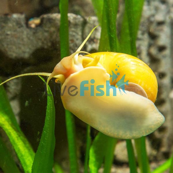 Gold Mystery Snail - Jumbo 