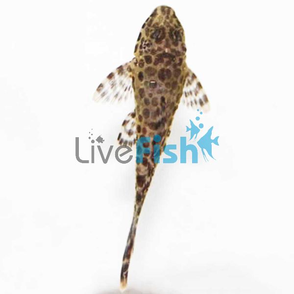 Gold Spotted Plecostomus 5cm