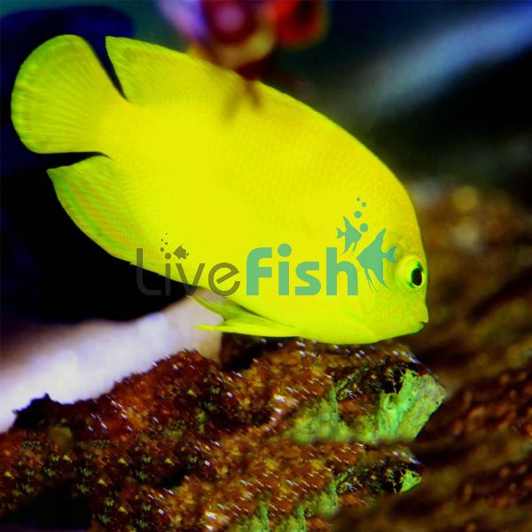 Lemonpeel Angelfish Juvenile - Small
