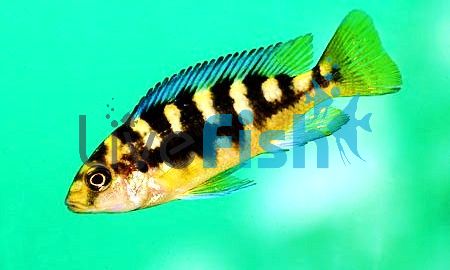 Bumble Bee Cichlid 7cm