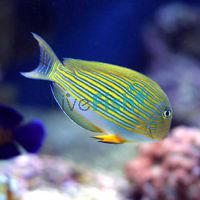 Tang Clown Lined Surgeonfish - Medium