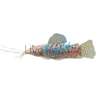 Albino Hoplo Catfish 10cm